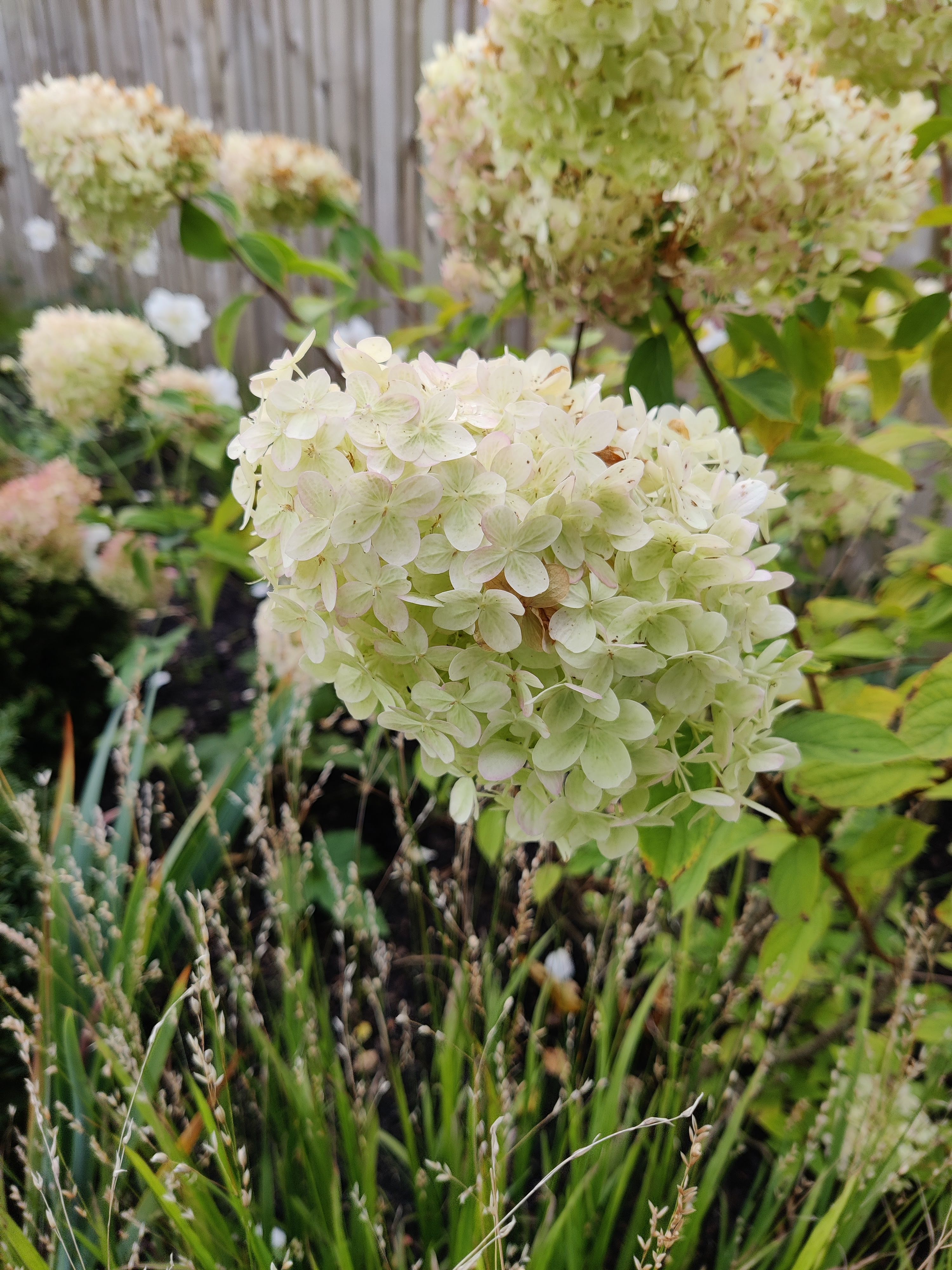 Planting Design Edinburgh Garden