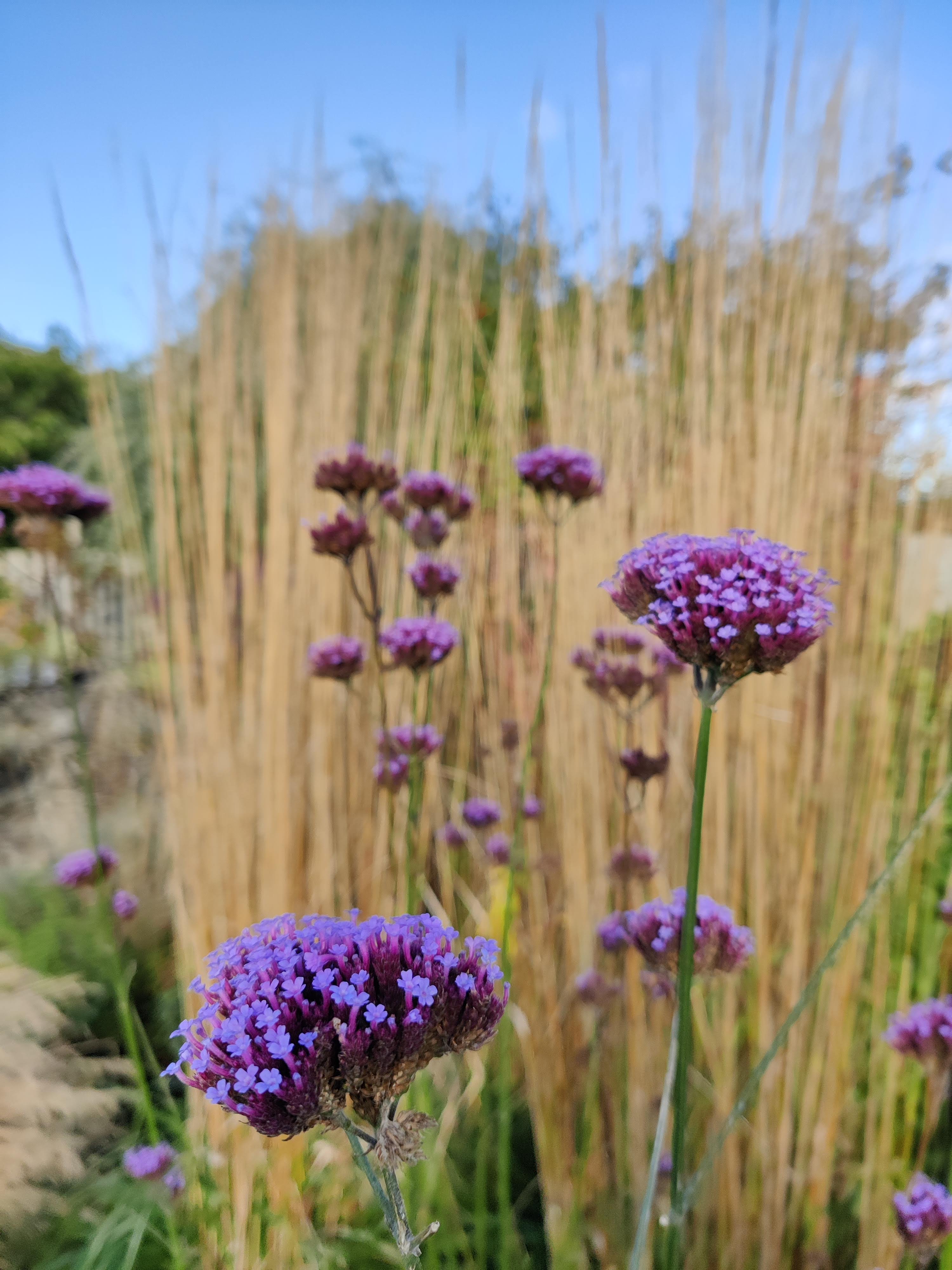 Verbena